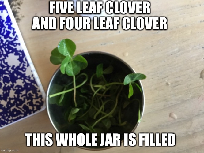 No cap | FIVE LEAF CLOVER AND FOUR LEAF CLOVER; THIS WHOLE JAR IS FILLED | image tagged in lucky,fun,cool,shareyourownphotos | made w/ Imgflip meme maker