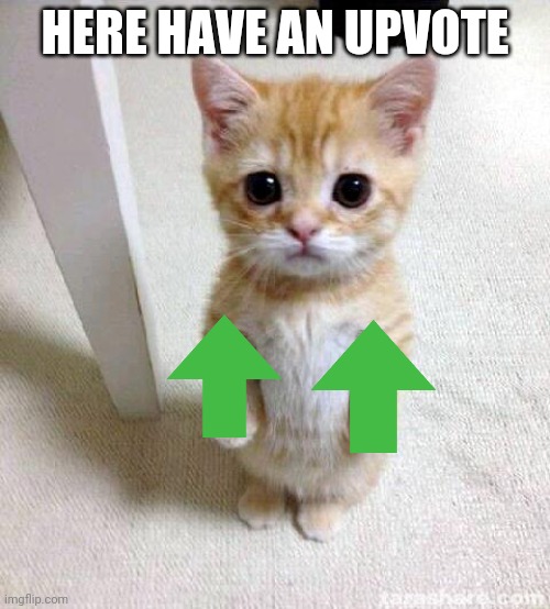 Awww | HERE HAVE AN UPVOTE | image tagged in memes,cute cat | made w/ Imgflip meme maker