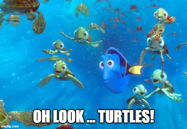 Oh look, turtles | OH LOOK ... TURTLES! | image tagged in memory,fun,forgetting | made w/ Imgflip meme maker