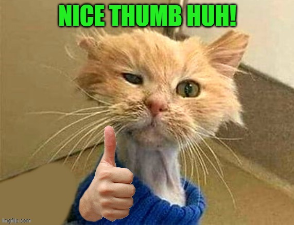 thumbs up! | NICE THUMB HUH! | image tagged in thumb cat | made w/ Imgflip meme maker