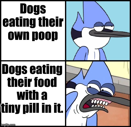 Dogs | Dogs eating their own poop; Dogs eating their food with a tiny pill in it. | image tagged in mordecai disgusted,repost | made w/ Imgflip meme maker