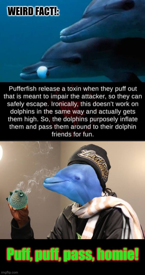 Snoop Dolphh | WEIRD FACT!:; Puff, puff, pass, homie! | image tagged in stoner,dolphins,pufferfish,snoop dogg,weird stuff,funny memes | made w/ Imgflip meme maker