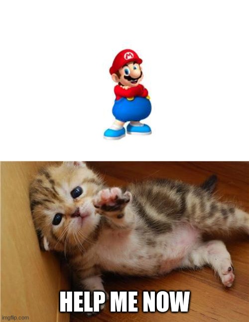 okay now its getting SO BAD | HELP ME NOW | image tagged in help me kitten,mario,help,cursed image,scary | made w/ Imgflip meme maker