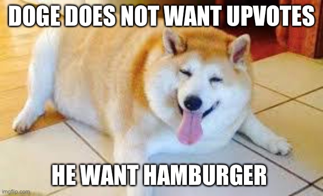 Thicc Doggo | DOGE DOES NOT WANT UPVOTES; HE WANT HAMBURGER | image tagged in thicc doggo | made w/ Imgflip meme maker