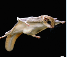 High Quality Flying Squirrel Blank Meme Template