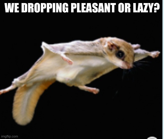 flying squirrel memes