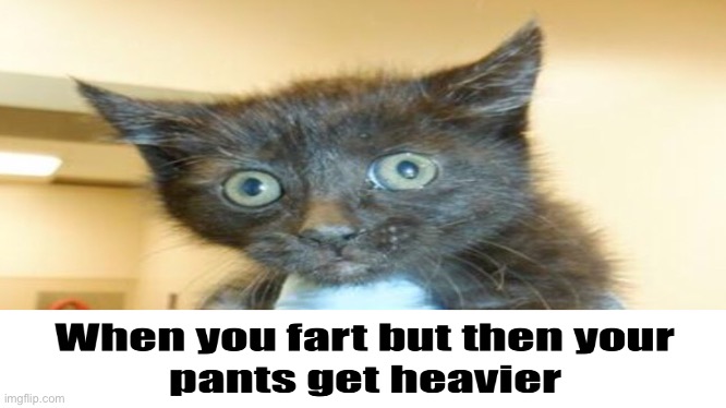 Oh no | image tagged in cats,oh no | made w/ Imgflip meme maker