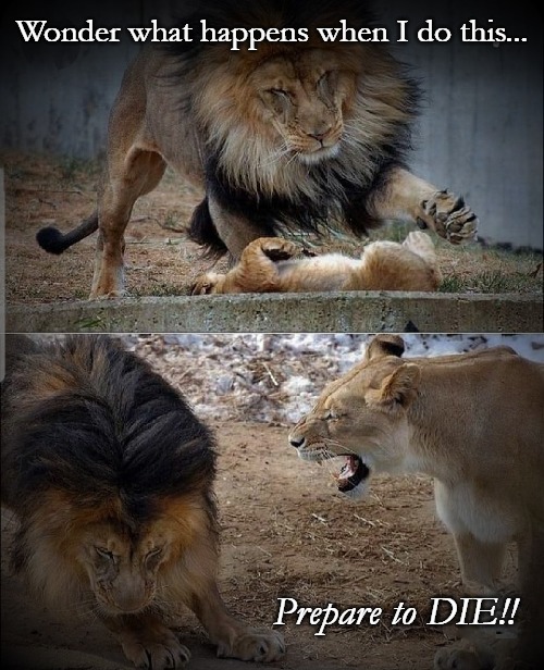 Lion vs. Mama | Wonder what happens when I do this... Prepare to DIE!! | image tagged in lion | made w/ Imgflip meme maker
