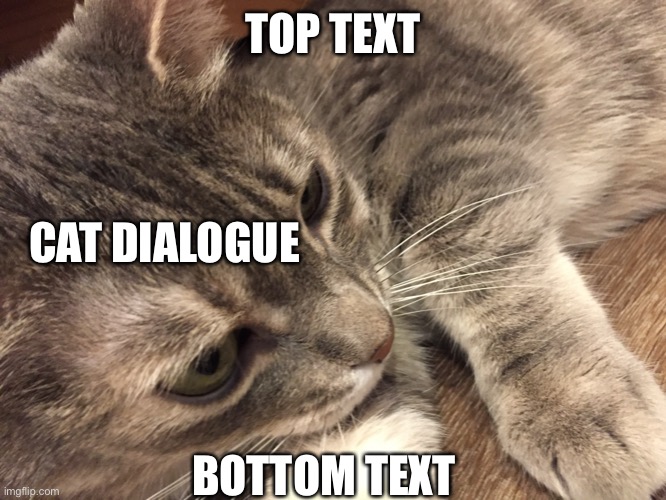 New Template! It’s my cat! | TOP TEXT; CAT DIALOGUE; BOTTOM TEXT | image tagged in annoyed kitty | made w/ Imgflip meme maker