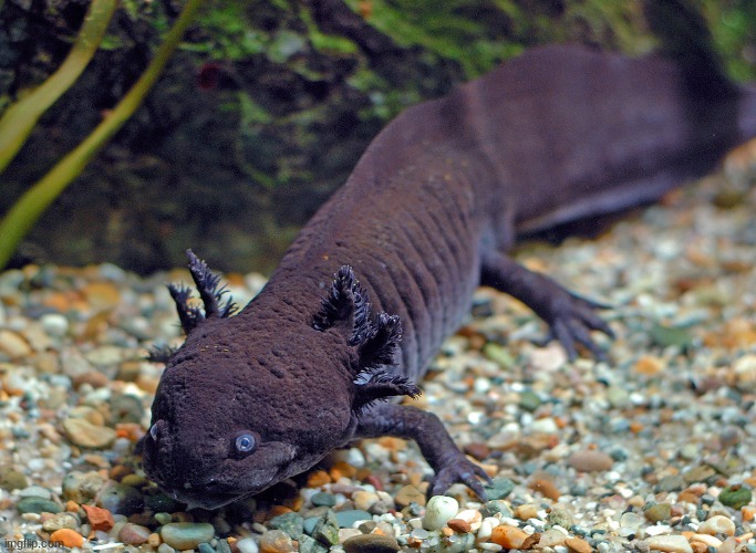 The only thing that i see in this image is toothless as a water type Pokemon- | image tagged in e | made w/ Imgflip meme maker