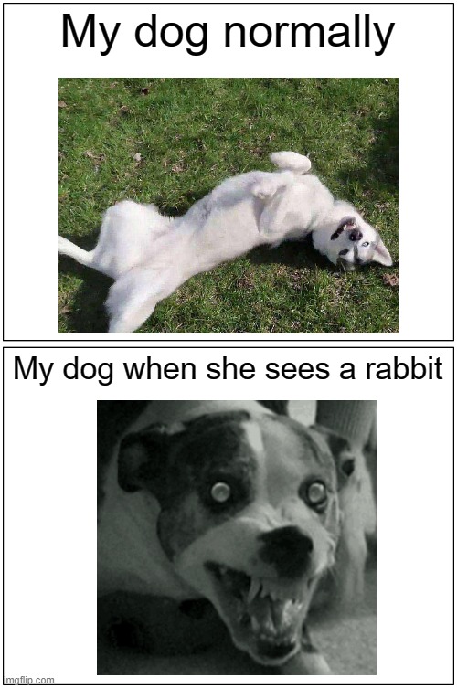 Blank Comic Panel 1x2 Meme | My dog normally; My dog when she sees a rabbit | image tagged in memes,blank comic panel 1x2,dogs,funny,rabbit,my dog | made w/ Imgflip meme maker