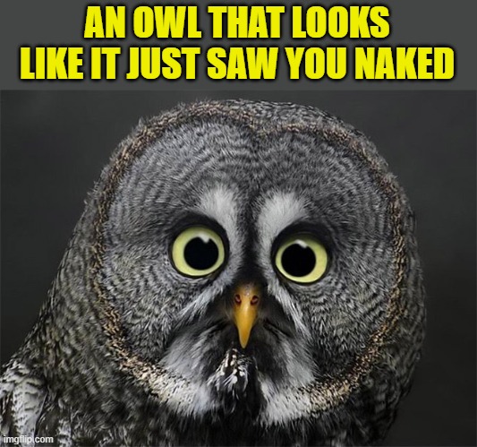 AN OWL THAT LOOKS LIKE IT JUST SAW YOU NAKED | made w/ Imgflip meme maker