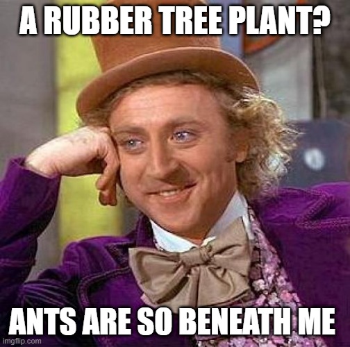 Creepy Condescending Wonka | A RUBBER TREE PLANT? ANTS ARE SO BENEATH ME | image tagged in memes,creepy condescending wonka | made w/ Imgflip meme maker