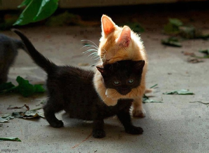 kitten hug | . | image tagged in kitten hug | made w/ Imgflip meme maker