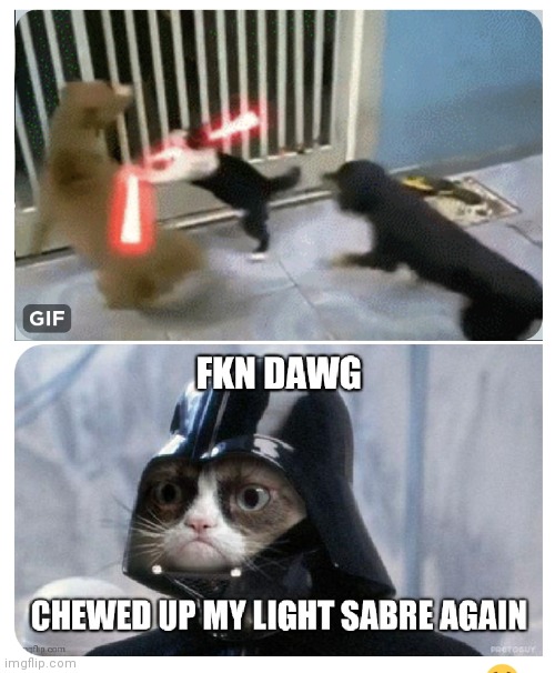 Damn dog | image tagged in dog,cats | made w/ Imgflip meme maker