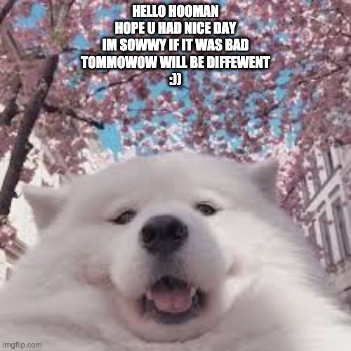 hooman | HELLO HOOMAN
HOPE U HAD NICE DAY
IM SOWWY IF IT WAS BAD
TOMMOWOW WILL BE DIFFEWENT
:)) | image tagged in cute dog | made w/ Imgflip meme maker