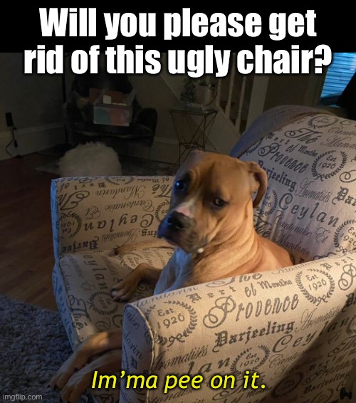 When a Dog Has Better Taste in Furniture - Imgflip