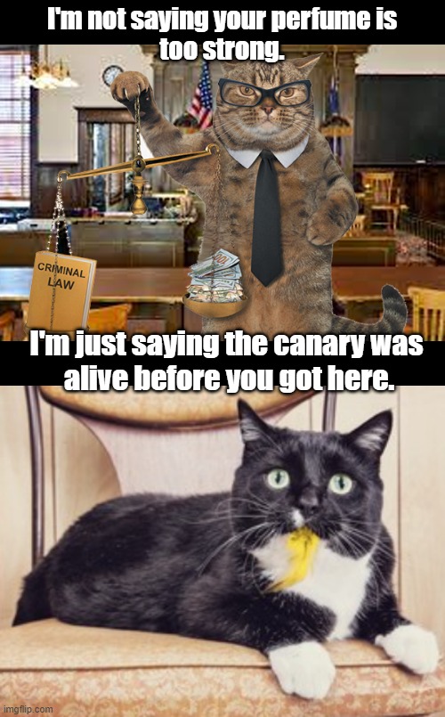 Culprit cat | I'm not saying your perfume is
 too strong. I'm just saying the canary was
 alive before you got here. | image tagged in cool crimes | made w/ Imgflip meme maker