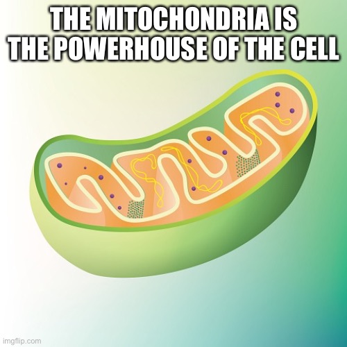 Mitochondria is the powerhouse of the cell | THE MITOCHONDRIA IS THE POWERHOUSE OF THE CELL | image tagged in mitochondria is the powerhouse of the cell | made w/ Imgflip meme maker