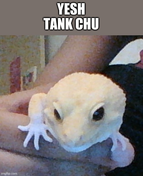 YESH
TANK CHU | made w/ Imgflip meme maker