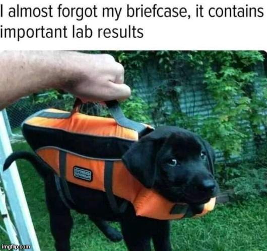 Lab | . | image tagged in bad pun | made w/ Imgflip meme maker