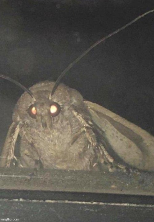 Moth | image tagged in moth | made w/ Imgflip meme maker