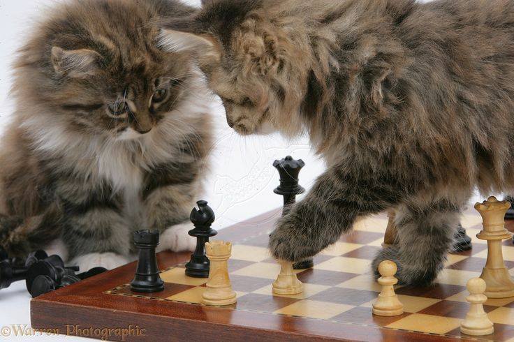 High Quality Cats Play Chess Blank Meme Template