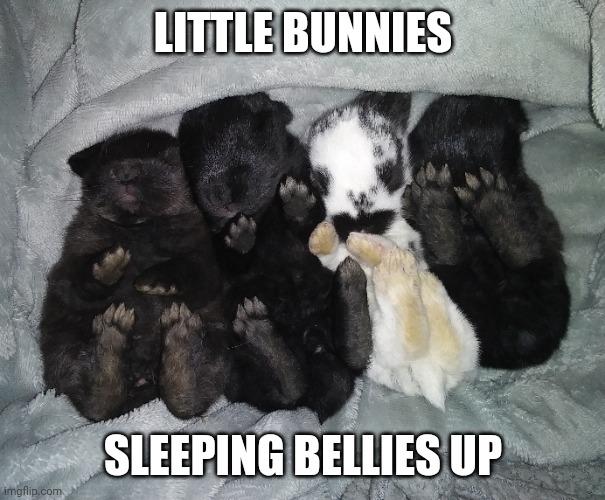 OR "FEET UP" LIKE THE ONE ON THE RIGHT | LITTLE BUNNIES; SLEEPING BELLIES UP | image tagged in bunnies,rabbits,bunny,baby | made w/ Imgflip meme maker