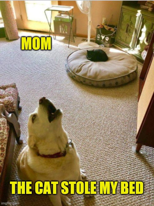 GOOD KITTY | MOM; THE CAT STOLE MY BED | image tagged in cats,funny cats,dog | made w/ Imgflip meme maker