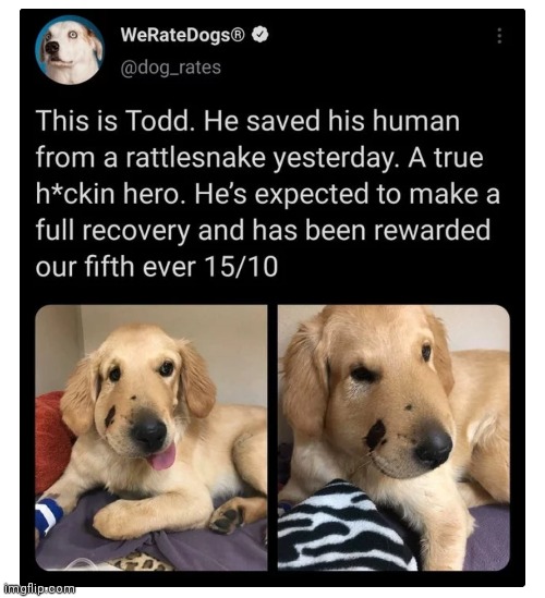 Good boy, Todd | image tagged in good boy | made w/ Imgflip meme maker