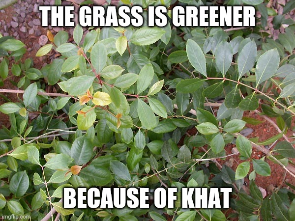 Khat meme | THE GRASS IS GREENER; BECAUSE OF KHAT | image tagged in grass is greener | made w/ Imgflip meme maker
