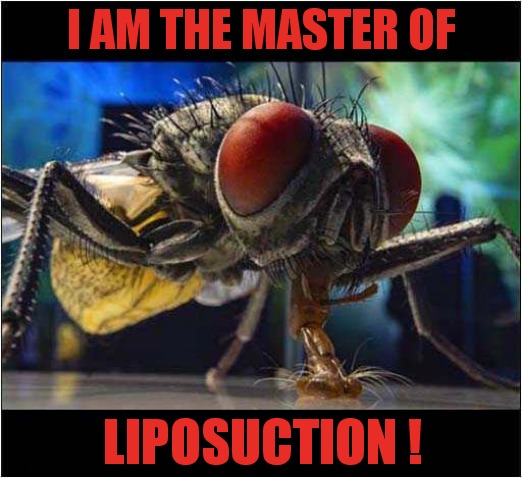 Super Fly | I AM THE MASTER OF; LIPOSUCTION ! | image tagged in fun,fly,liposuction | made w/ Imgflip meme maker