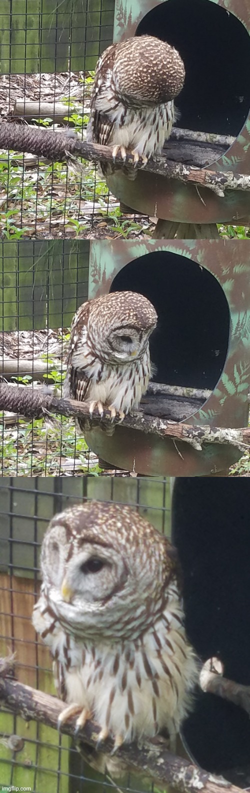 An owl at the zoo | image tagged in owl | made w/ Imgflip meme maker