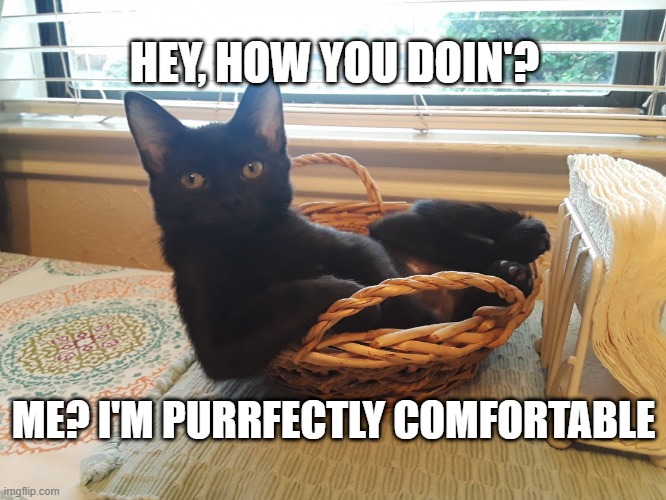 I'm Purrfectly Comfortable | HEY, HOW YOU DOIN'? ME? I'M PURRFECTLY COMFORTABLE | image tagged in i'm purrfectly comfortable | made w/ Imgflip meme maker