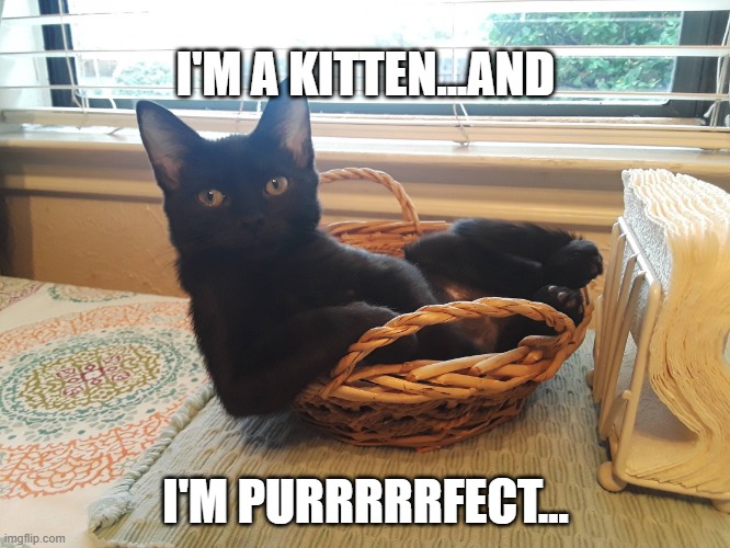 I'm Purrfectly Comfortable | I'M A KITTEN...AND; I'M PURRRRRFECT... | image tagged in i'm purrfectly comfortable | made w/ Imgflip meme maker