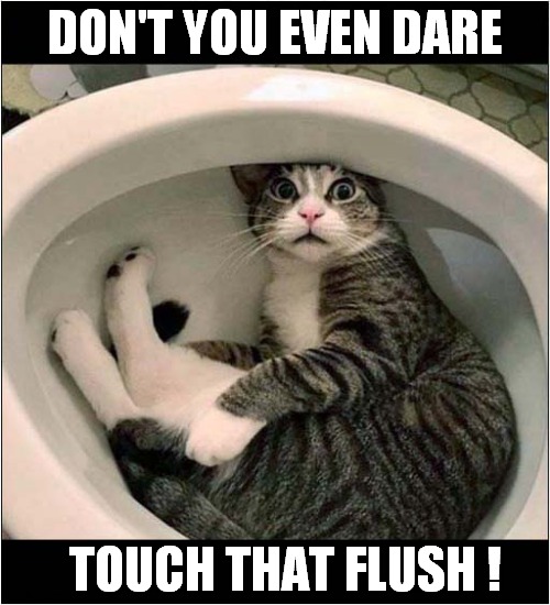 There May Be Trouble Ahead ! | DON'T YOU EVEN DARE; TOUCH THAT FLUSH ! | image tagged in cats,toilet,flush | made w/ Imgflip meme maker