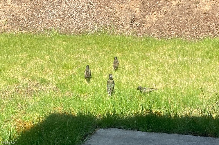 A group of European Starlings generously offered to help with my crane fly problem. | image tagged in birds,eating,bugs,photos | made w/ Imgflip meme maker