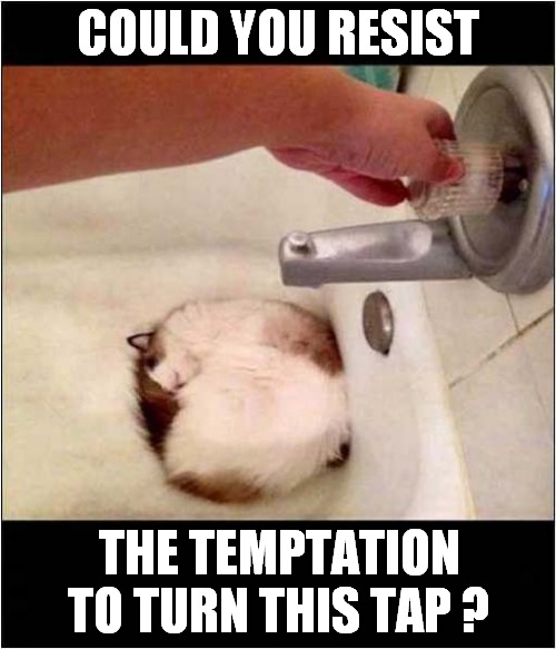 Life Can Be Cruel ! | COULD YOU RESIST; THE TEMPTATION TO TURN THIS TAP ? | image tagged in cats,angry wet cat | made w/ Imgflip meme maker