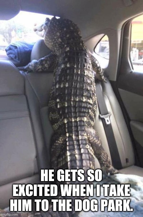HE GETS SO EXCITED WHEN I TAKE HIM TO THE DOG PARK. | image tagged in alligators | made w/ Imgflip meme maker