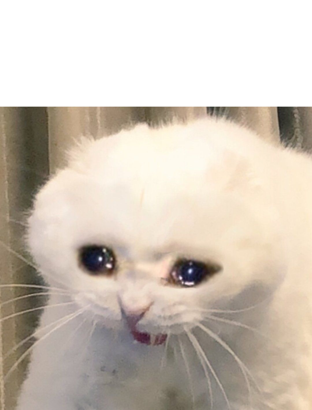 77  Crying Sad Cat Meme Template