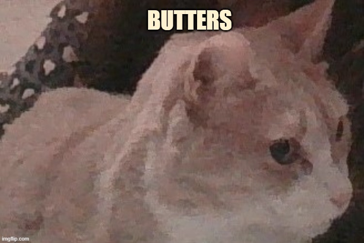 My cat butters |  BUTTERS | image tagged in butters,butter,cat,cute cat,barney will eat all of your delectable biscuits | made w/ Imgflip meme maker