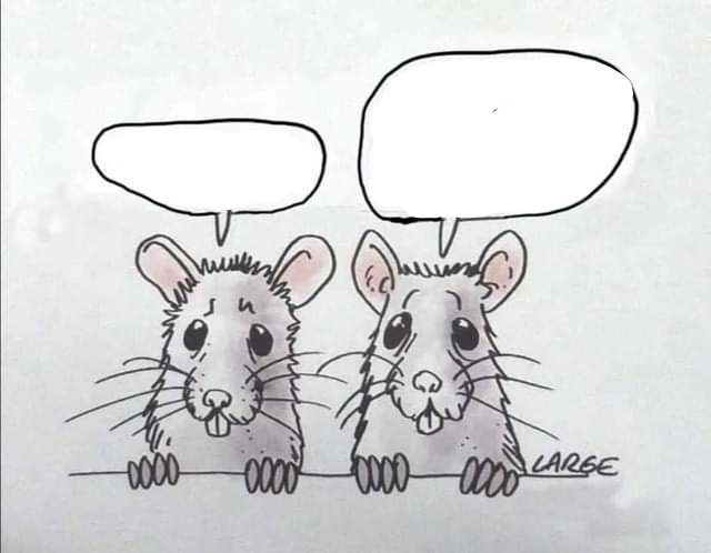 High Quality Lab rats Blank Meme Template