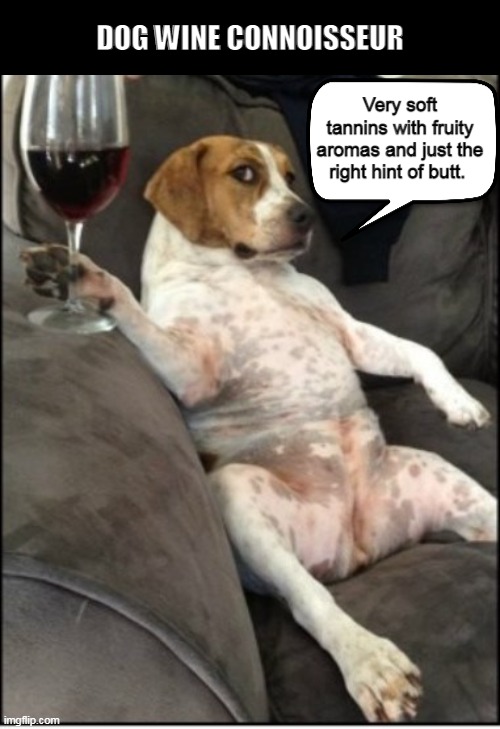 Dog Wine Connoisseur | image tagged in dog,dogs,wine,connoisseur,funny,memes | made w/ Imgflip meme maker