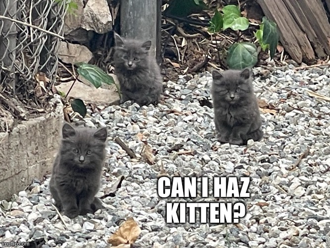 Can I haz kitten? | CAN I HAZ 
KITTEN? | image tagged in kittens | made w/ Imgflip meme maker