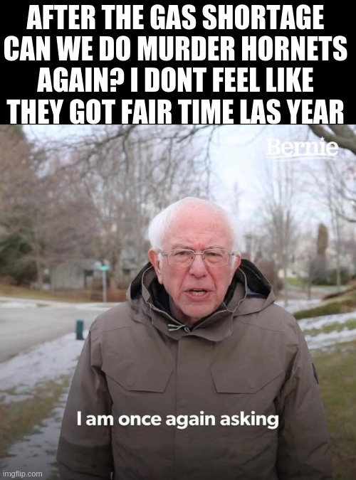 sure, why not | AFTER THE GAS SHORTAGE CAN WE DO MURDER HORNETS AGAIN? I DONT FEEL LIKE THEY GOT FAIR TIME LAS YEAR | image tagged in memes,bernie i am once again asking for your support,murder hornet,why are you reading this | made w/ Imgflip meme maker