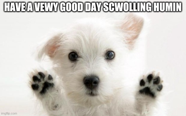 Hope you have a great day | HAVE A VEWY GOOD DAY SCWOLLING HUMIN | image tagged in cute dog,haveagoodday | made w/ Imgflip meme maker