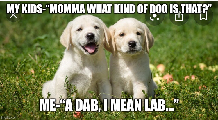 Lab | MY KIDS-“MOMMA WHAT KIND OF DOG IS THAT?”; ME-“A DAB, I MEAN LAB...” | image tagged in labrador | made w/ Imgflip meme maker