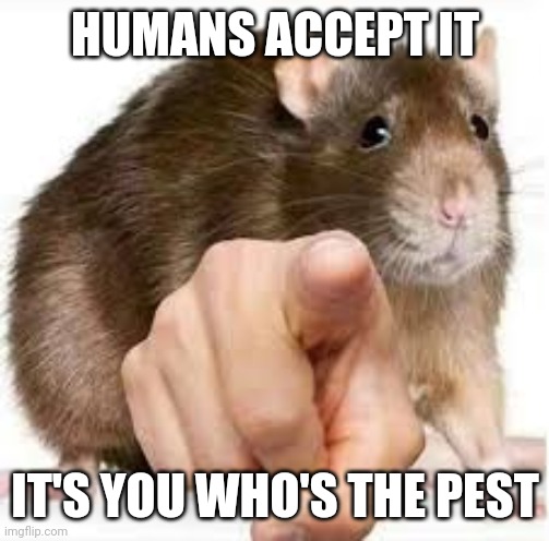 Pointing Rat | HUMANS ACCEPT IT; IT'S YOU WHO'S THE PEST | image tagged in pointing rat | made w/ Imgflip meme maker