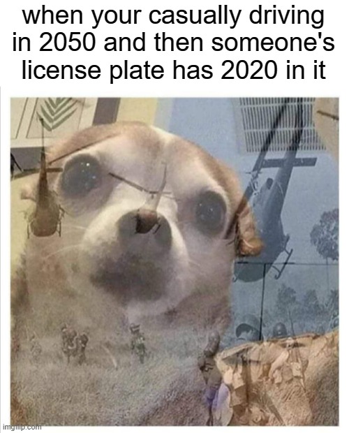 i was originally about to put covid 19 in the license plate but i change it to 2020 because they are equally similar | when your casually driving in 2050 and then someone's license plate has 2020 in it | image tagged in dog's remember,covid-19 | made w/ Imgflip meme maker