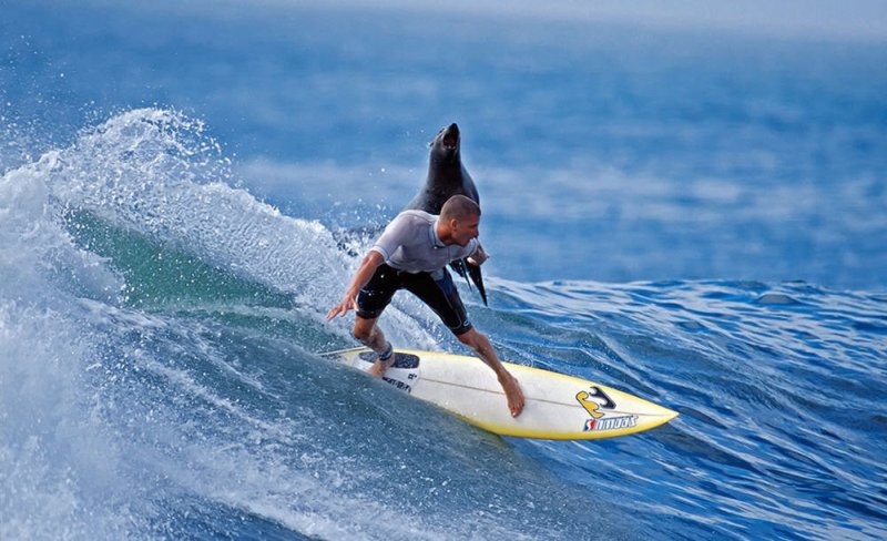 image tagged in sports,animals,photography